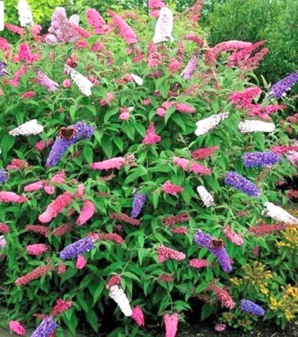 Buddleia Bees Knees - Butterfly Bush , Pink,Purple and White on the one plant. A hardy butterfly bush that flowers end of June until October Can be planted in pots beds or rockeries!