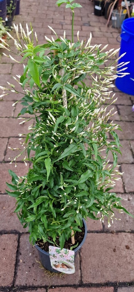 INDOOR JASMINE (pyramide)  white Fragrant Flowers can be trained to shape ...needs good light ,keep moist ,stops flowering if it dries out