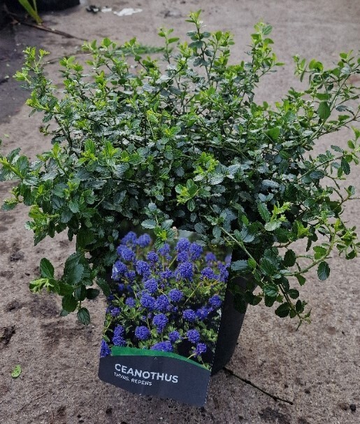 Ceanothus repens - Californian Lilac (LARGE) Hardy evergreen shrub with blue flowers In spring/early summer