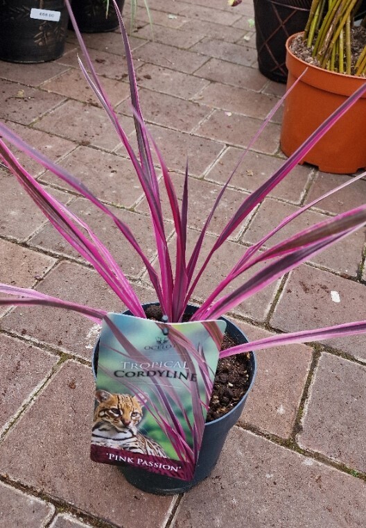 Cordyline &#39;Pink Passion&#39;