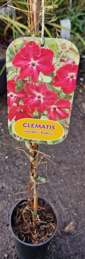 Clematis &#39;&#39;Rubra&#39;&#39;
