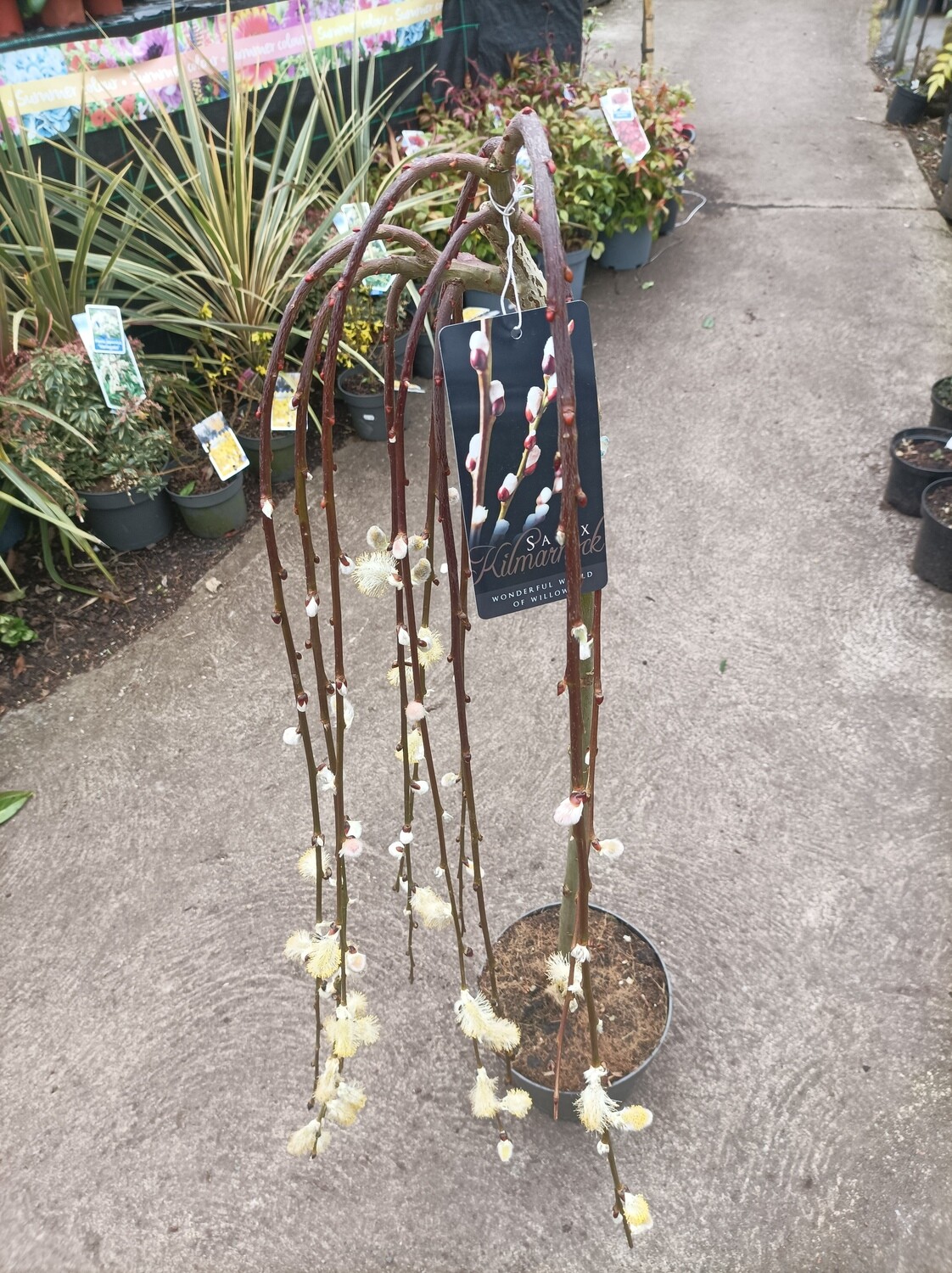Salix - Kilmarnock Willow