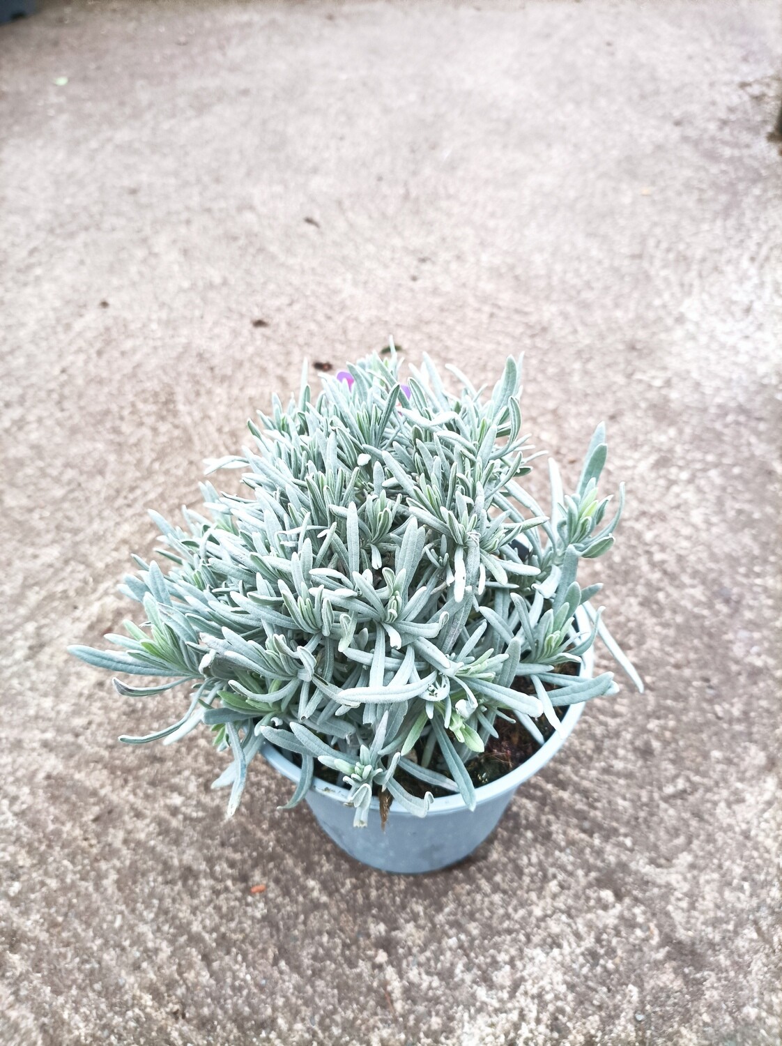 HARDY ARCHIE LAVENDER hardy purple lavender ,flowers June until October Lasts for years Good in pots ,low hedge or beds !
