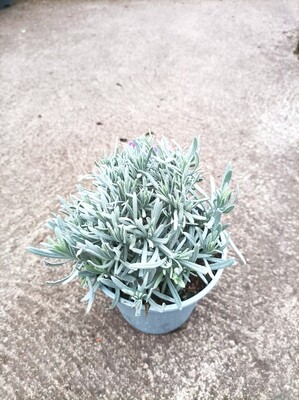 HARDY ARCHIE LAVENDER hardy purple lavender ,flowers June until October Lasts for years Good in pots ,low hedge or beds !
