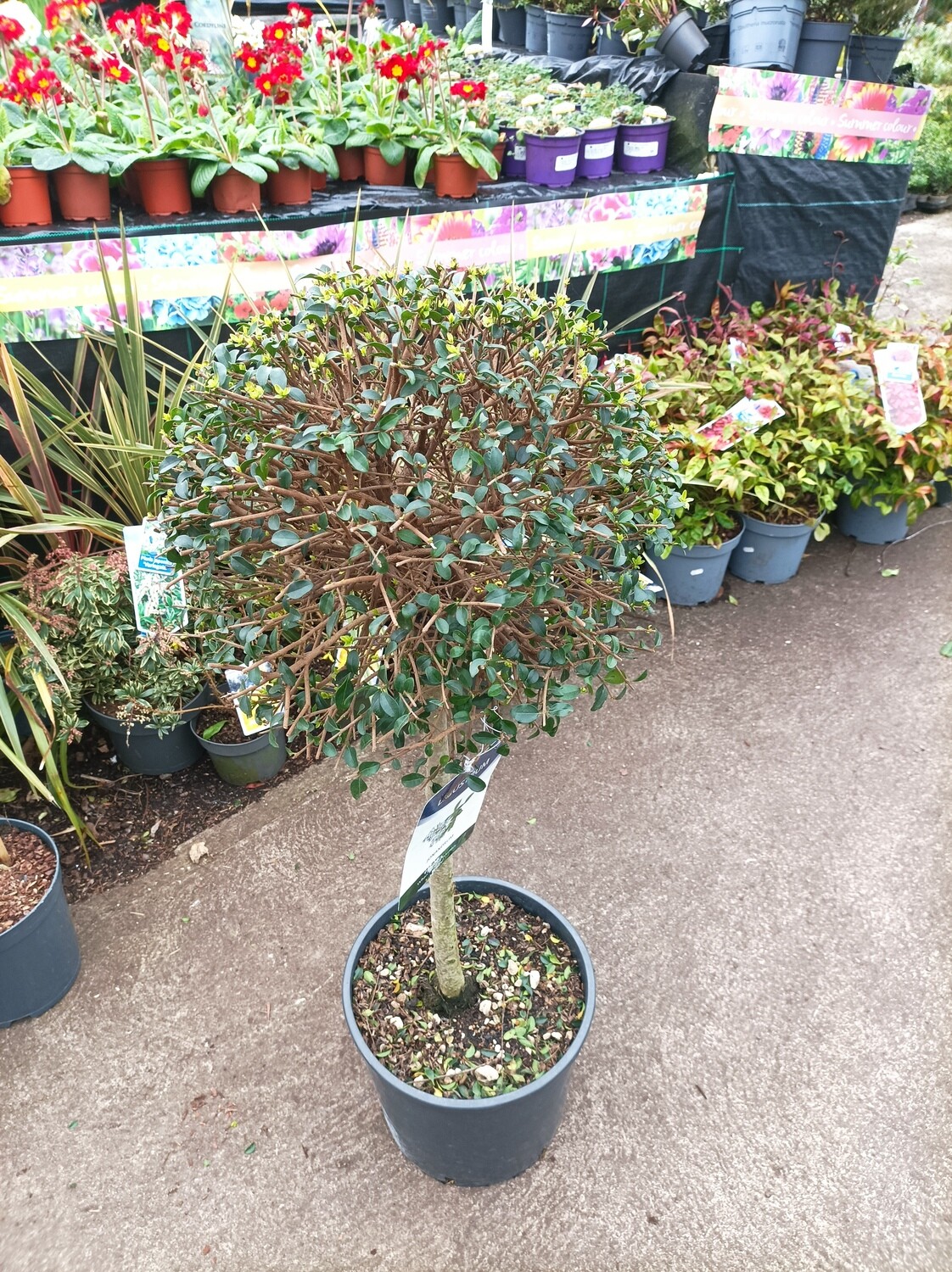 LIGUSTRUM LOLLIPOP Tree Extra Large Size,perfect for pots ! NATIONWIDE DELIVERY