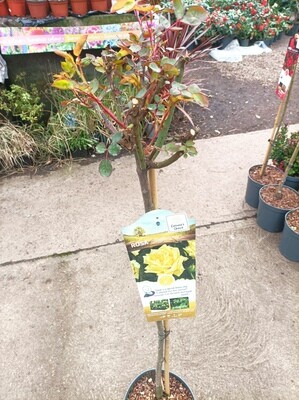 Standard Rose - SunSilk STANDARD TREE ROSE ON A STEM . Fragrant Yellow Roses from June until October