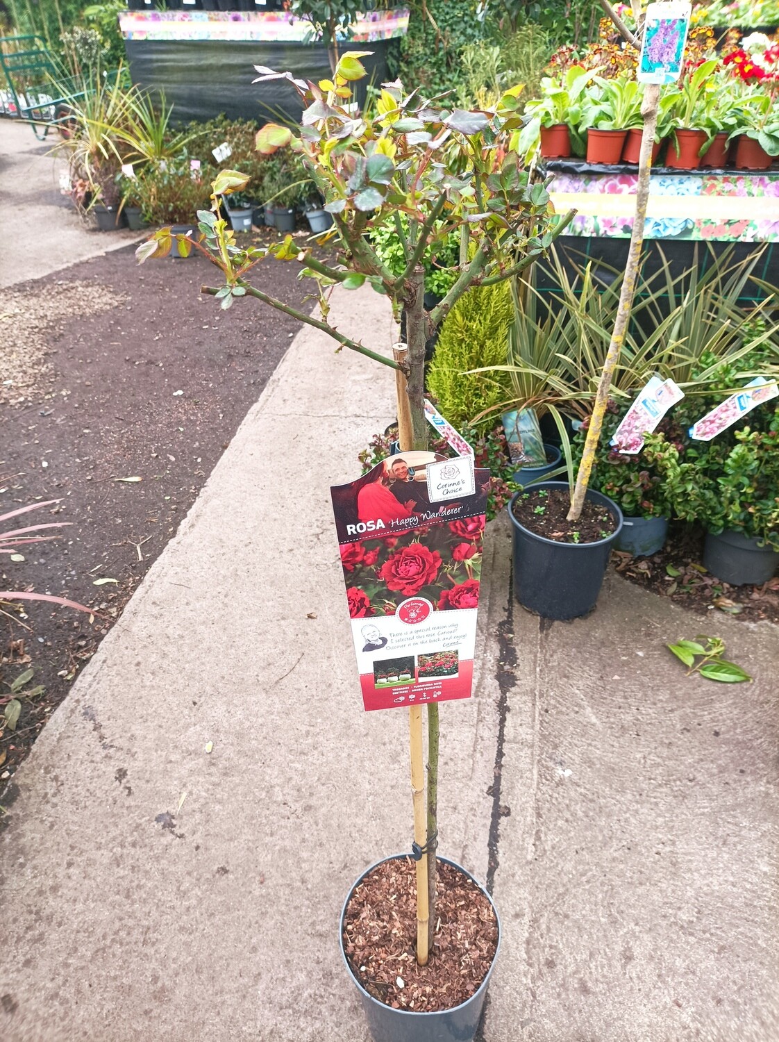 Standard Rose - Happy Wanderer STANDARD TREE ROSE ON A STEM ,FRAGRANT FLOWER JUNE UNTIL OCTOBER