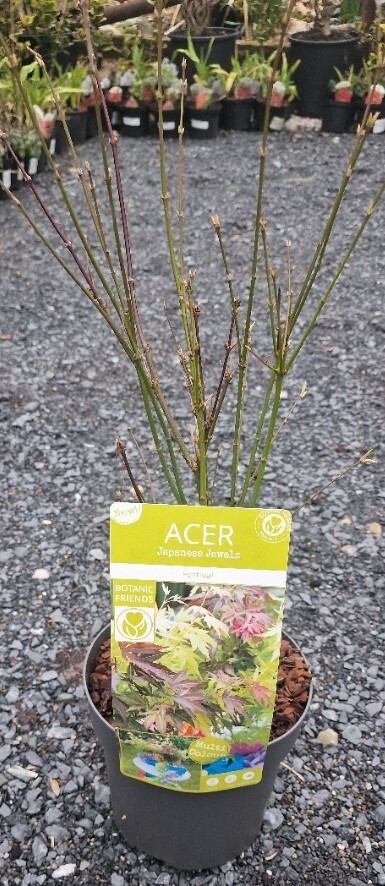 ACER- &#39;&#39;Festival&#39;&#39;
