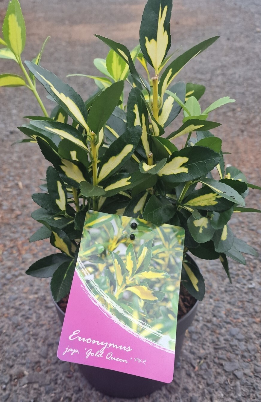 Euonymus “GOLD QUEEN”