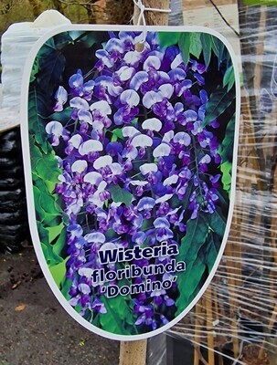 Wisteria &#39;Domino&#39;