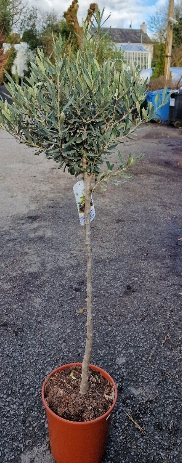 Olive tree Extra Strong Bushy ..pot grown well established. Good In Pots to frame a doorway.