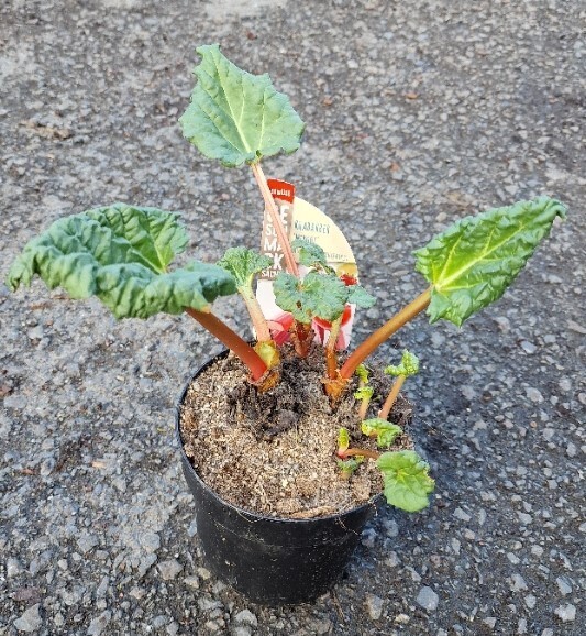 RHUBARB SAN VITOS RED Reliable variety with deep red stems .