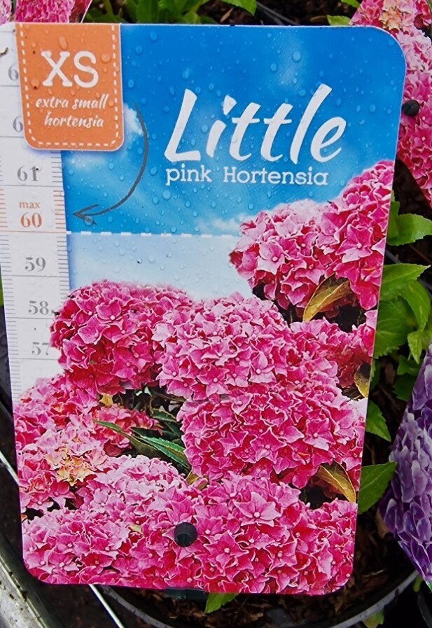 Dwarf Little Hydrangea- ''Little Pink' Dwarf Little Hydrangeas only grow 2ft (60cm) and flower from June until October Planting time is from now in pots or beds