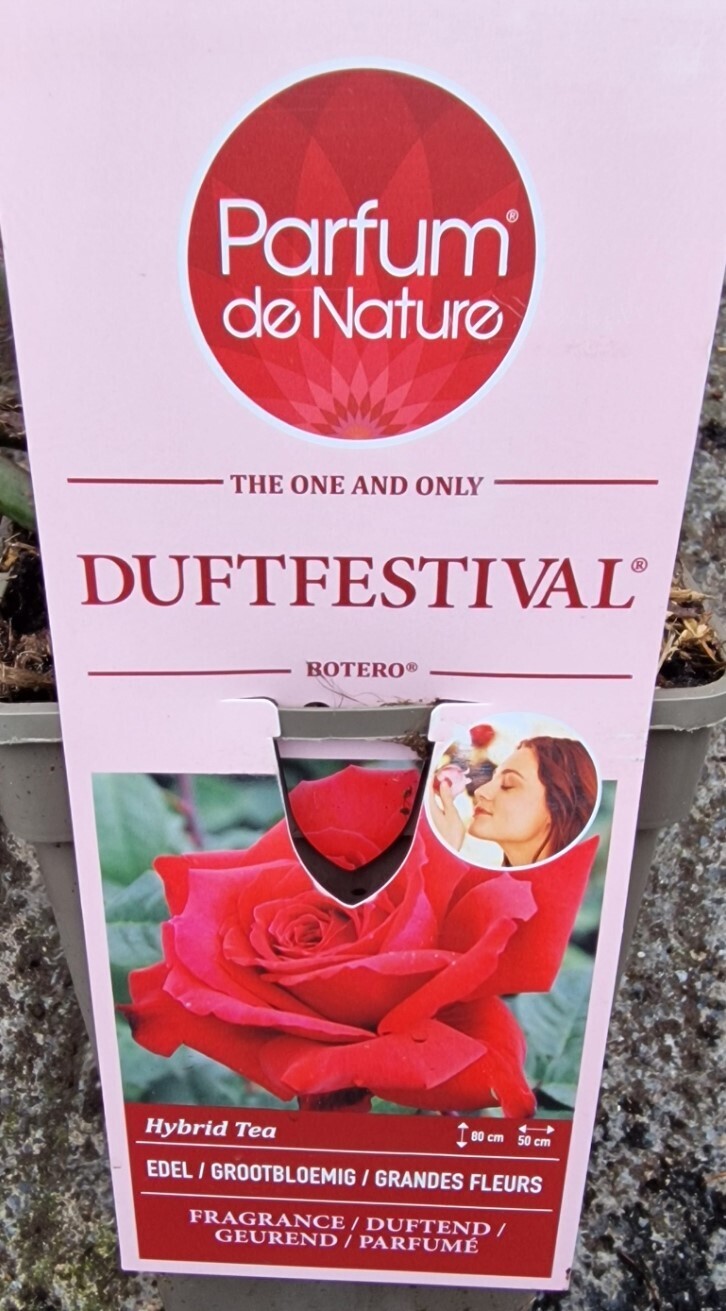 Fragrant Rose - Duftfestival