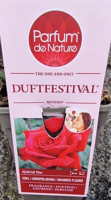 Fragrant Rose - Duftfestival