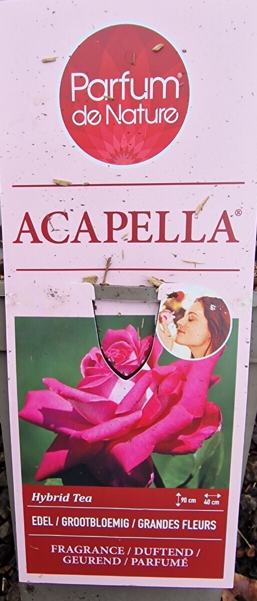 Fragrant Rose - Acapella