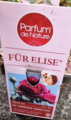 Fragrant Rose - &#39;&#39;Fur Elise&#39;&#39;
