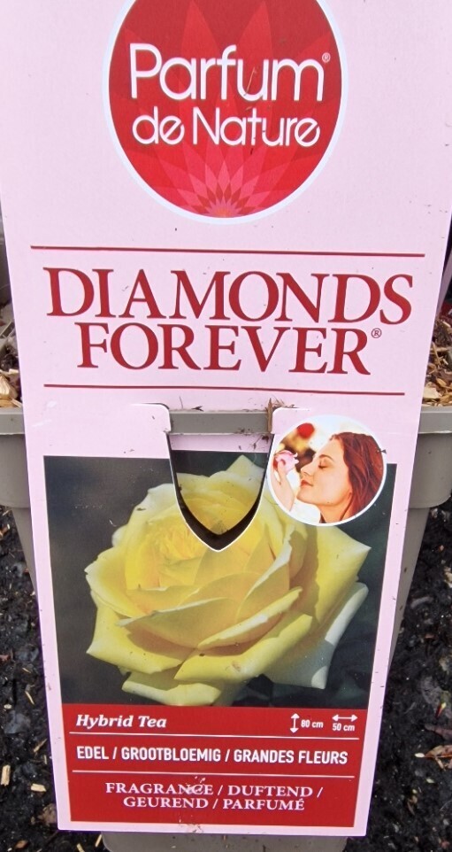 Fragrant Rose &#39;Diamonds Forever&#39;&#39;&#39;