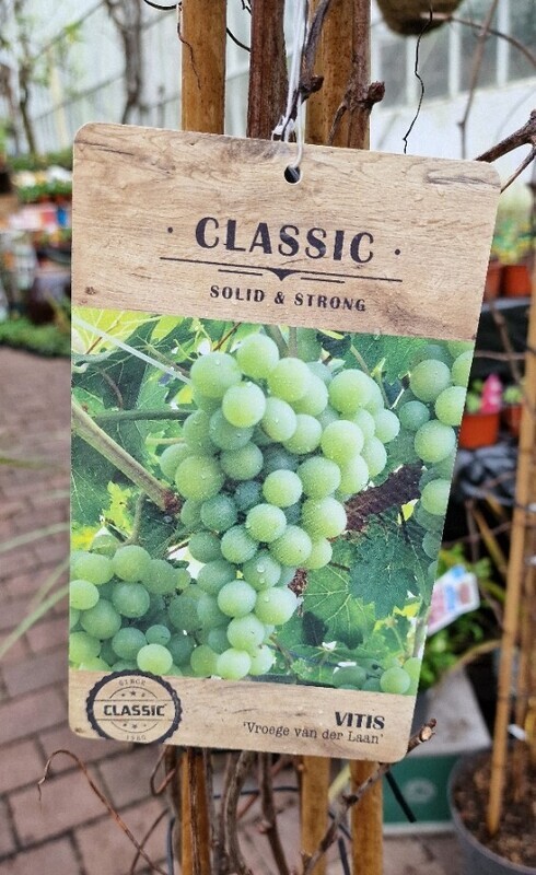 VITIS ''Vroege Van Der Laan'' Extra strong grape vine for heavy crops of sweet grapes Grape Vine