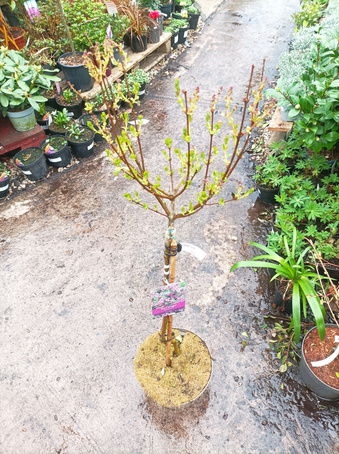 Lilac - Syringa meyeri - Palibin (On Stem)