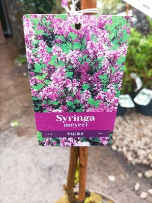Lilac - Syringa meyeri - Palibin (On Stem)