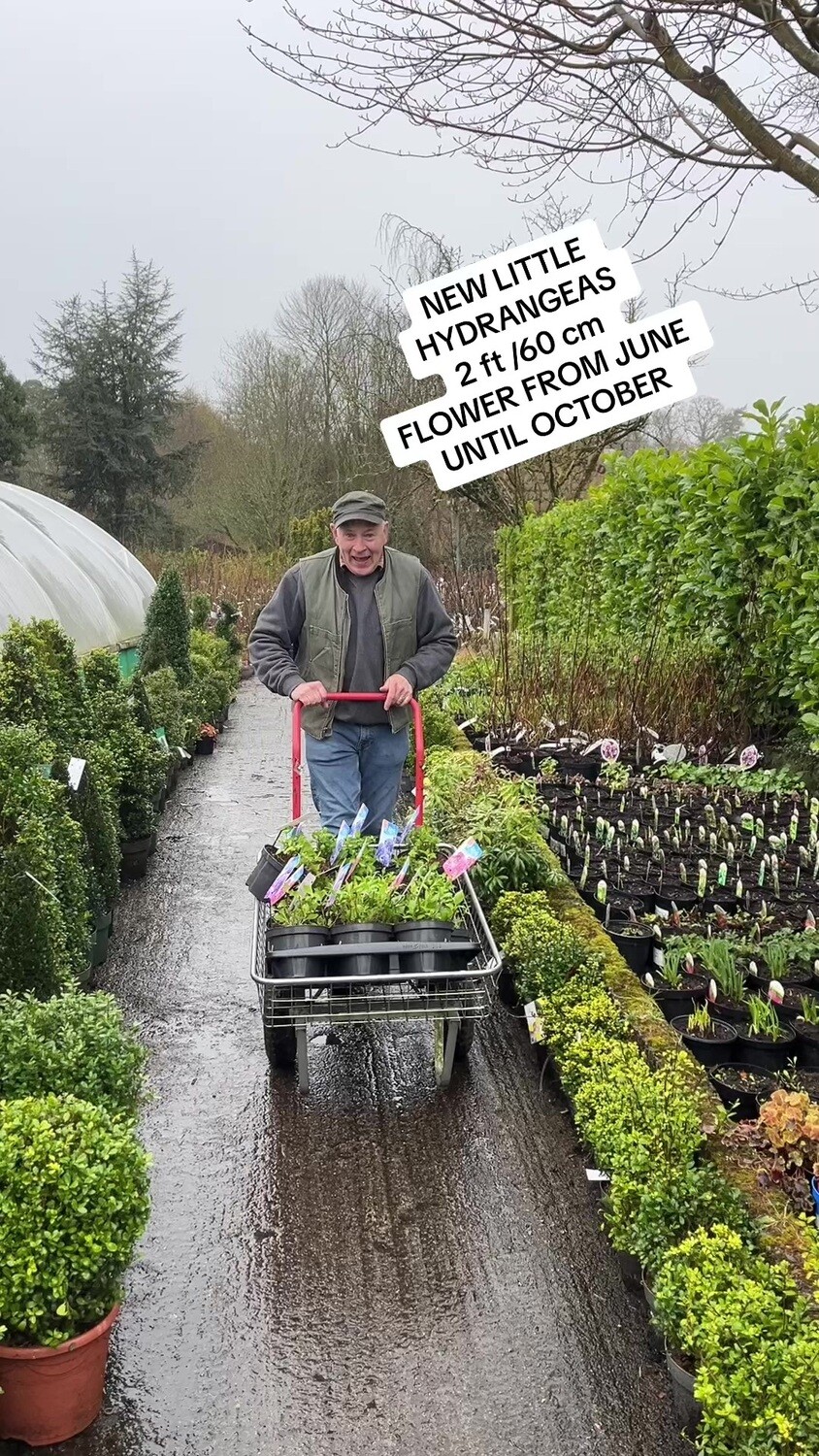 Dwarf Little Hydrangea Blue Apply Blueing Powder occasionally for best results Dwarf Little Hydrangeas only grow 2ft (60cm) and flower from June until October Planting time is from now in pots or beds