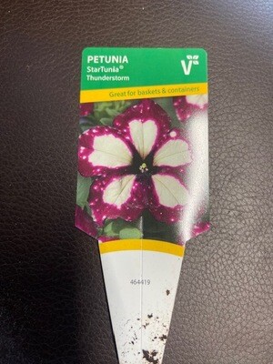 PETUNIA STARTUNIA THUNDERSTORM flowers from May Until October . For pots,window box and hanging basket .