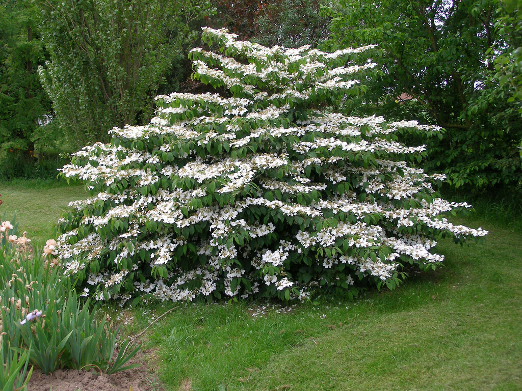 Viburnum Mariesii Wedding Cake Tree - white flowers on layered branches and red autumn foliage .