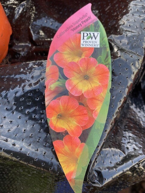 Million Bells Superbells Calibrachoa HONEY PEACH for baskets and pots flowers non stop until October
