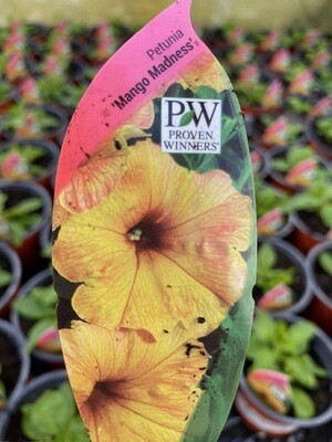 PETUNIA UNIQUE MANGO MADNESS
