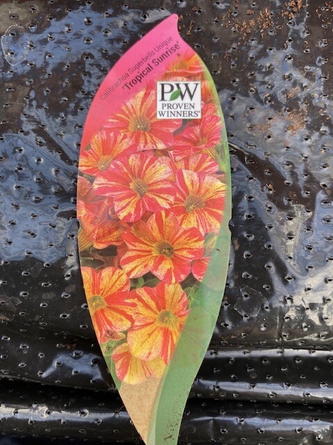 Million Bells Superbells Calibrachoa UNIQUE TROPICAL SUNRISE flowers non stop until October. Good Spilling out of baskets and pots