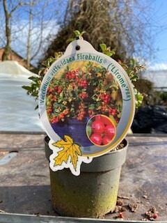 LINGON BERRY FIREBALLS Vaccinum “Fireballs “ tasty fruit That crops over a long number of weeks in autumn . For jams,preserves or eat direct from bush