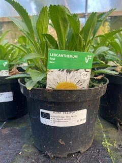 Leucanthemum &#39;Real Neat&#39;
