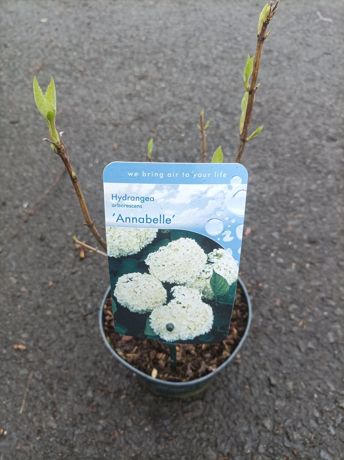 Hydrangea &#39;Annabelle&#39; (Small)