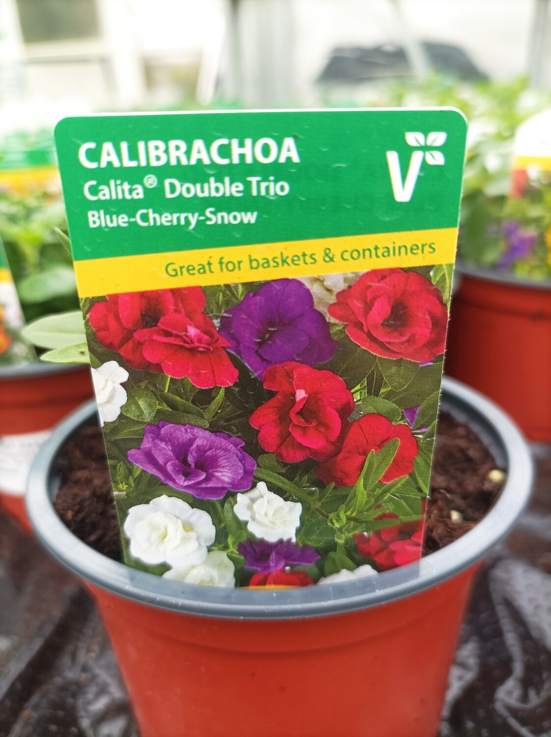 Million Bells Trio Mio - A trio of double flowering Million Bells in Blue, Cherry and White. - Three plants in one pot for non stop colour.