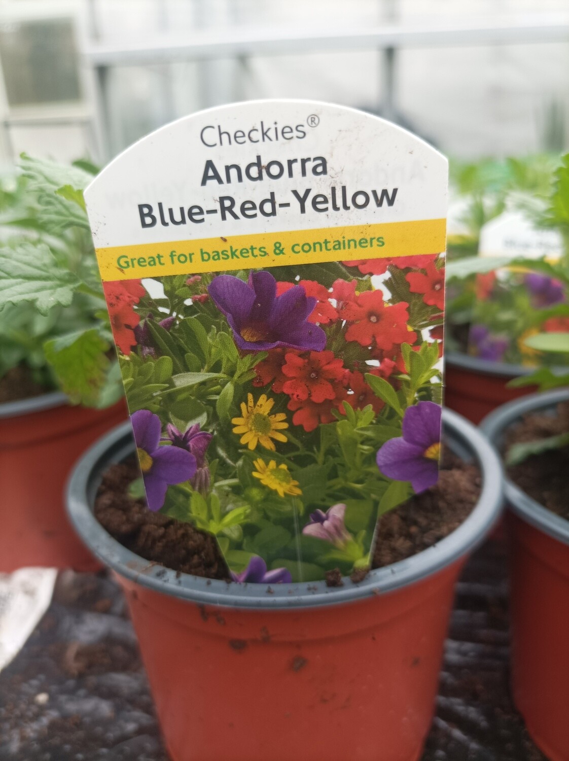 TRIO MIO Million Bells Blue RED-Yellow - a trio of plants in the one pot flowers no stop until October