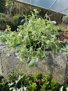 Arabis &#39;Variegata&#39;