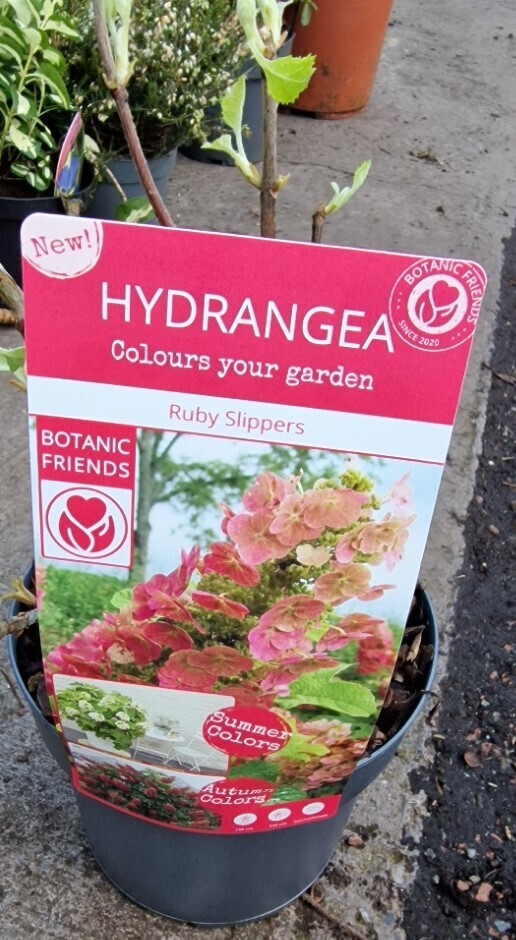 Hydrangea- &#39;&#39;RUBY SLIPPERS&#39;&#39;