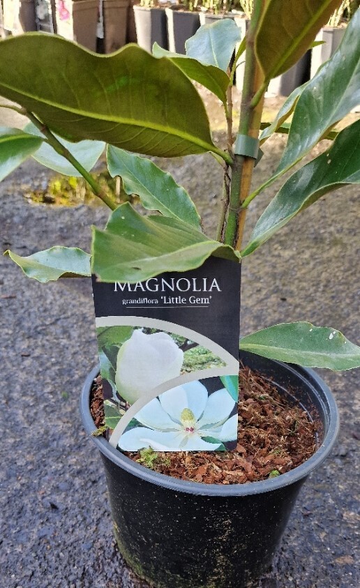 Magnolia- &#39;&#39;Little Gem&#39;&#39;
