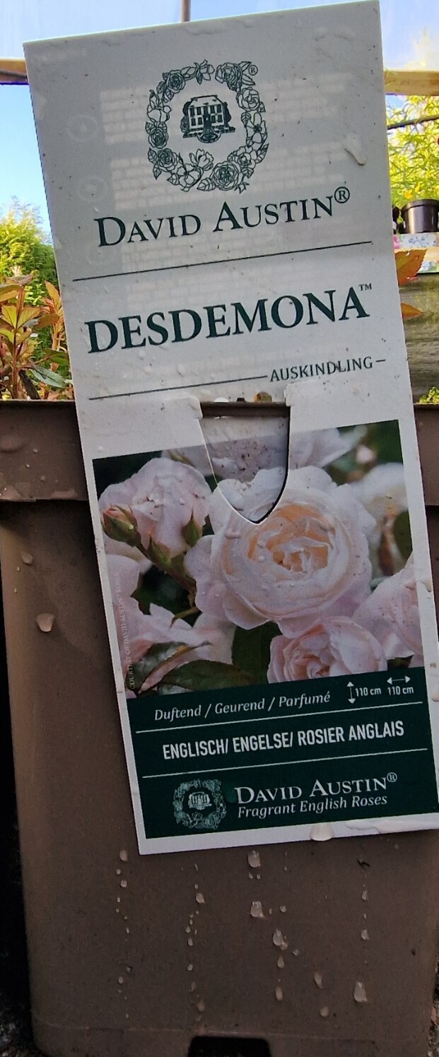 David Austin Rose - &#39;&#39;DESDEMONA&#39;&#39;
