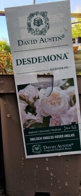 David Austin Rose - ''DESDEMONA''