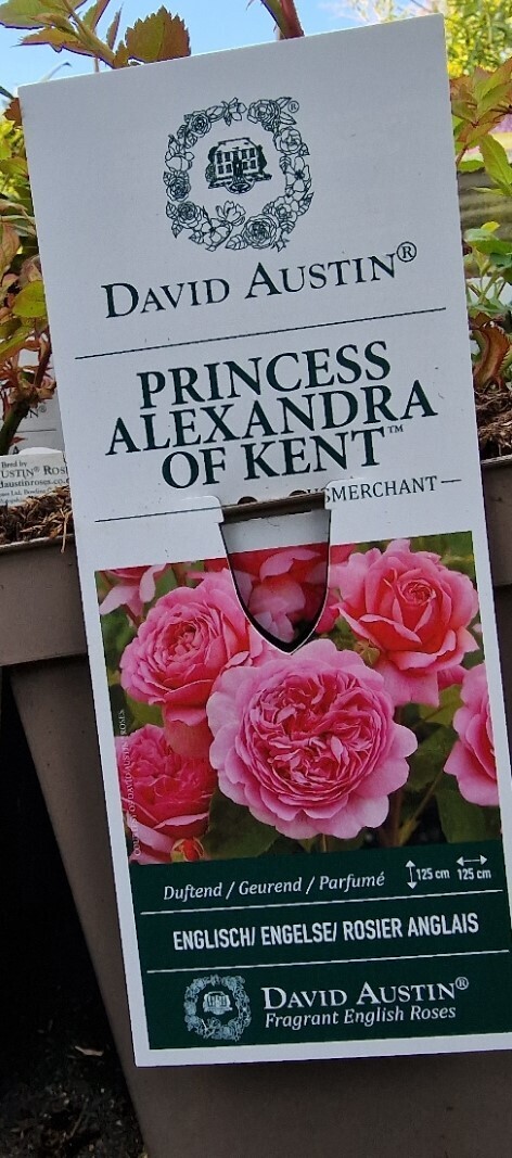 David Austin Rose - &#39;&#39;Princess Alexandra Of Kent&#39;&#39;