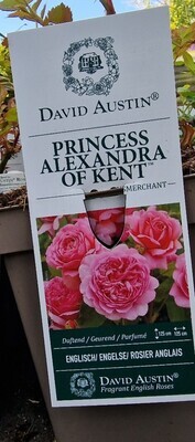 David Austin Rose - ''Princess Alexandra Of Kent''