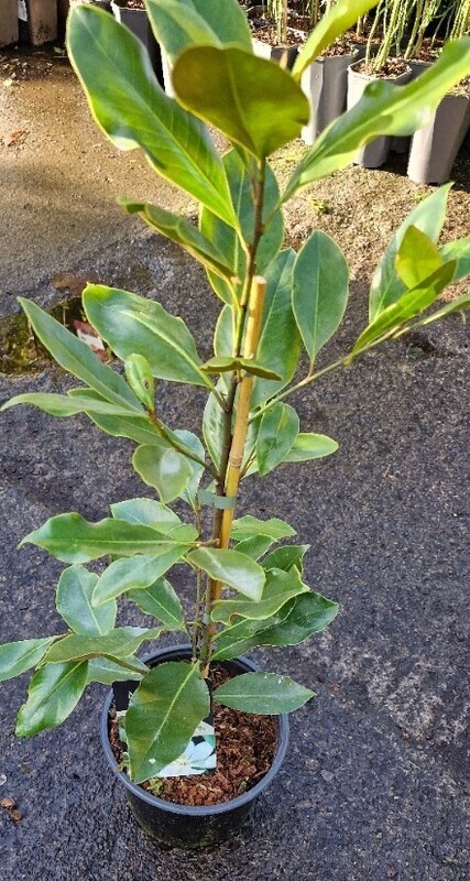 Magnolia- ''Little Gem''
