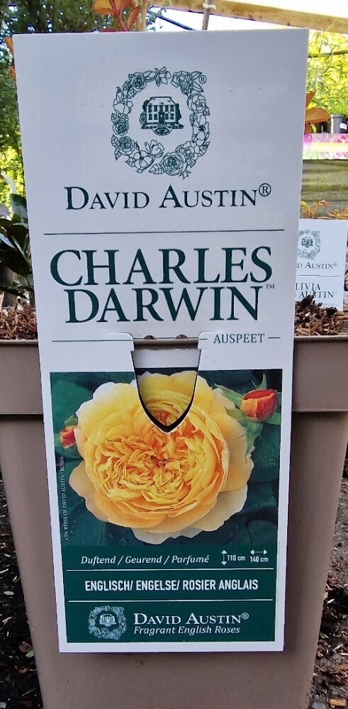 David Austin Rose - &#39;&#39;Charles Darwin&#39;&#39;