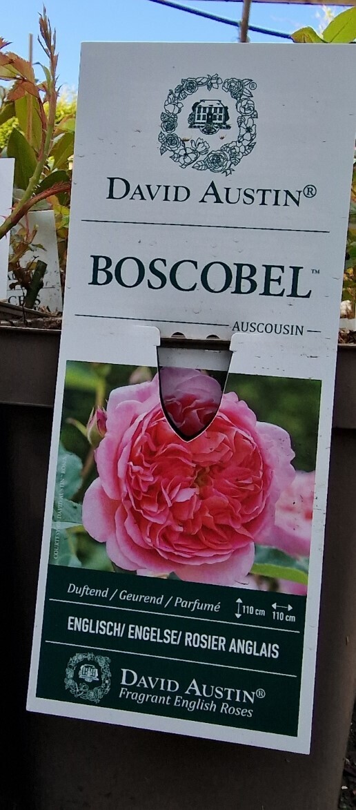 David Austin Rose - &#39;&#39;BOSCOBEL&#39;&#39;