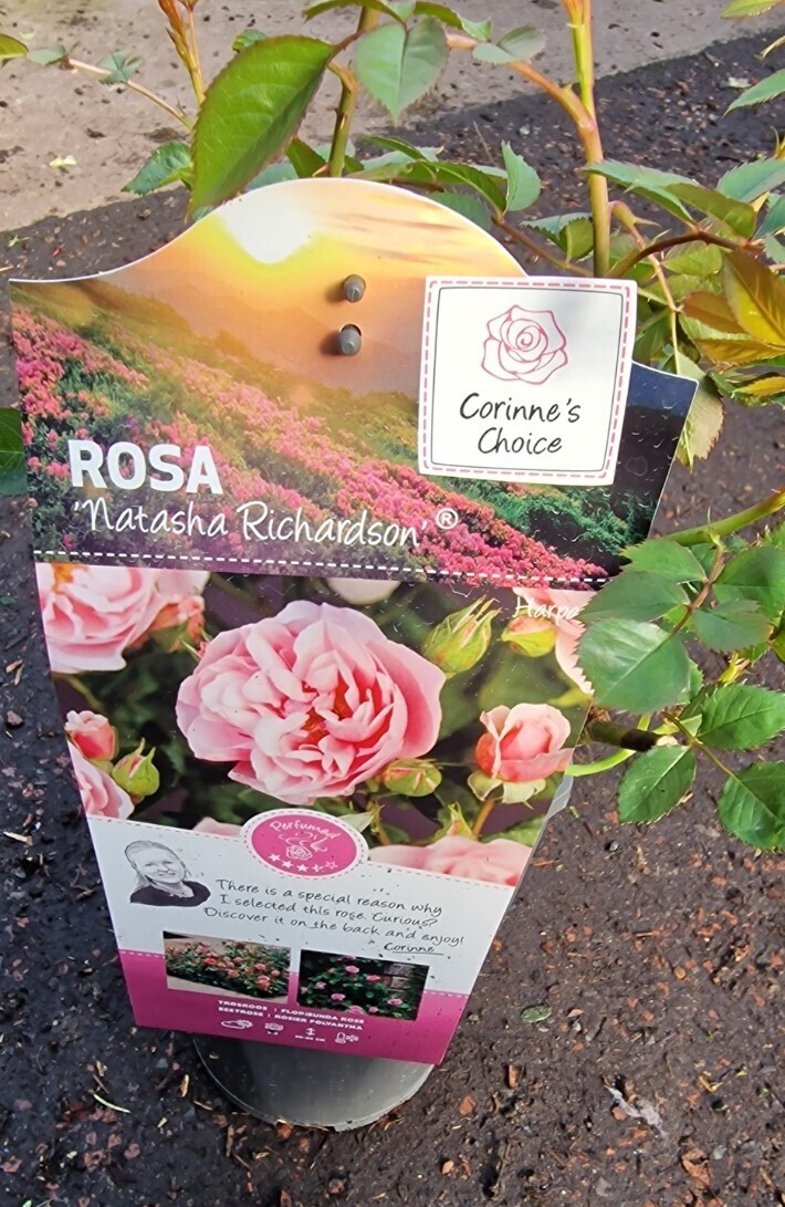 Rose-&#39;&#39; Natasha Richardson&#39;&#39;
