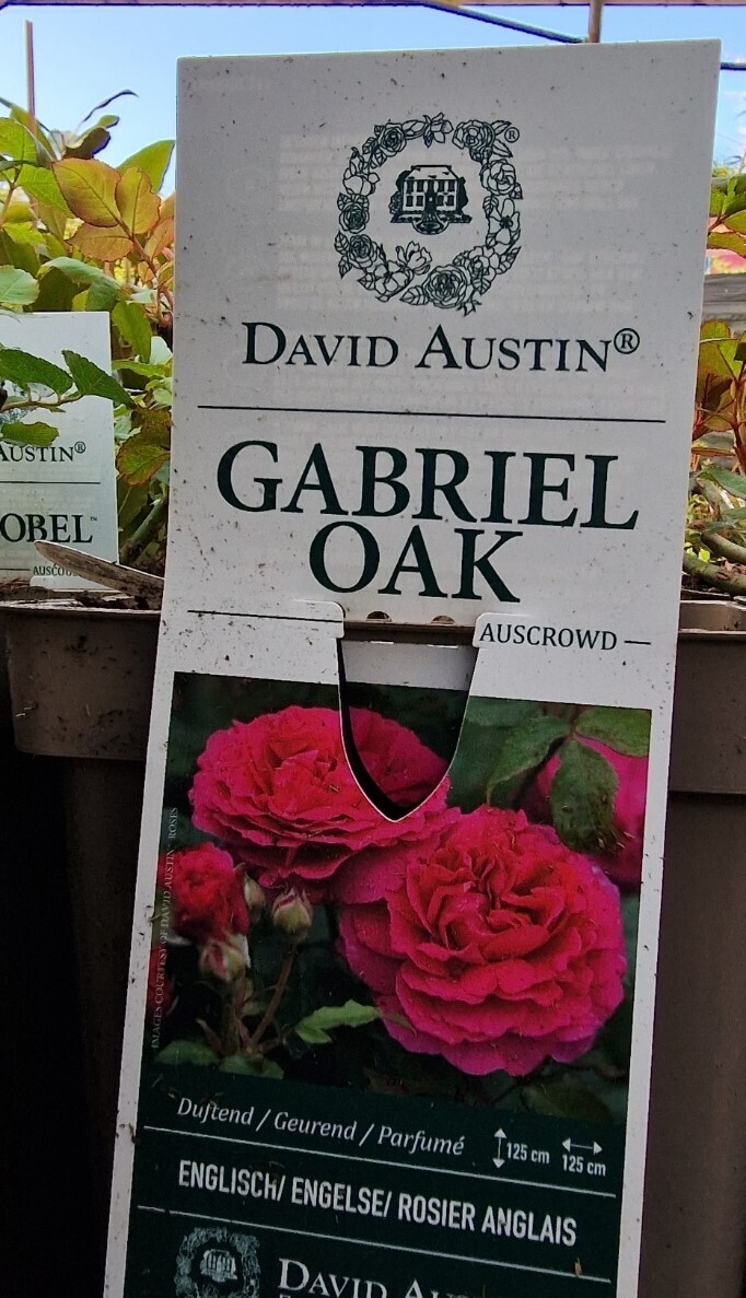 David Austin Rose - &#39;&#39;GABRIEL OAK&#39;&#39;