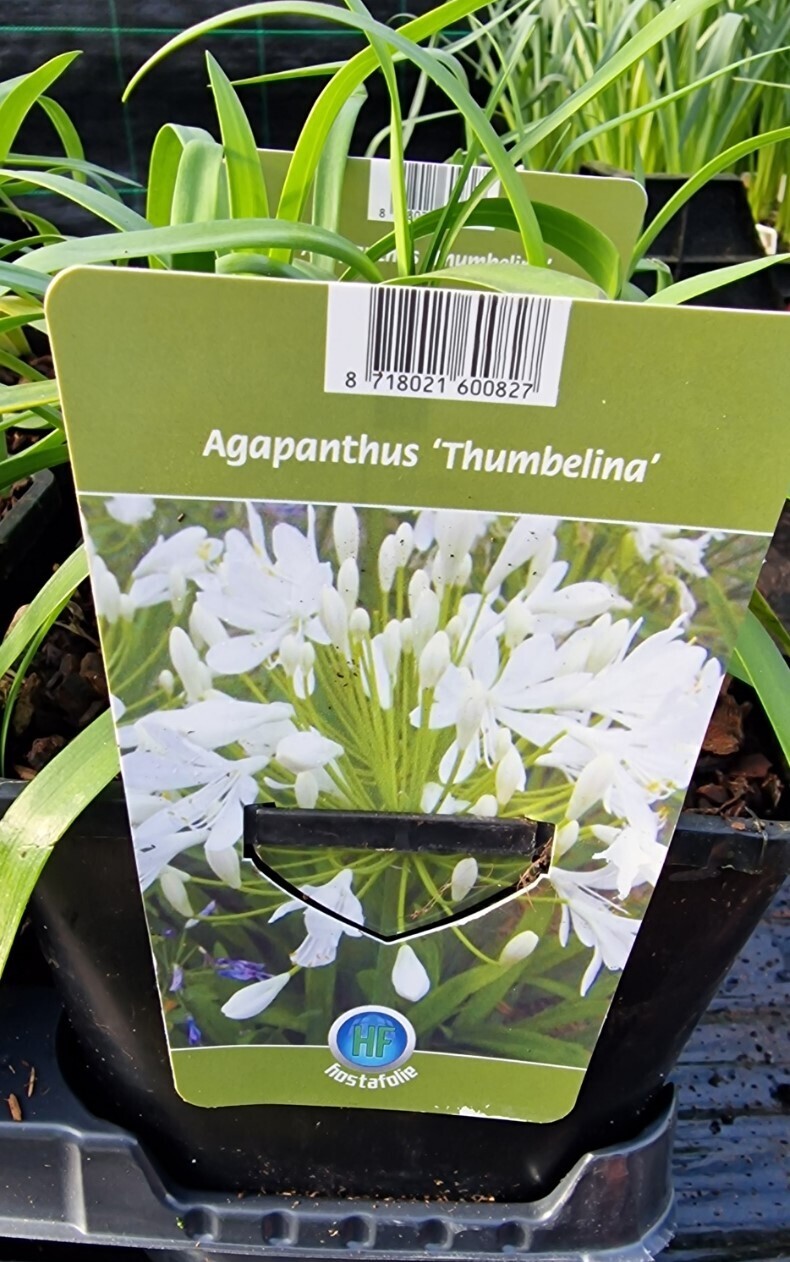 Agapanthus-&#39;&#39;Thumbelina&#39;&#39;