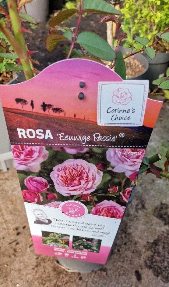 Rose-&#39;&#39;Eeuwige Passie &#39;&#39; Viskavepas